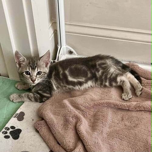 BIRRIA - Domestic Short Hair available for adoption