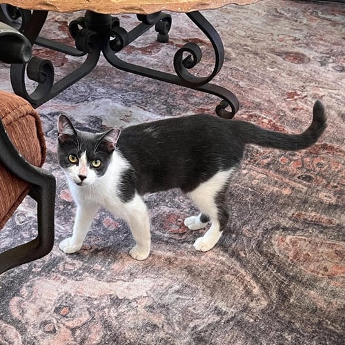 CAARA - Domestic Short Hair available for adoption