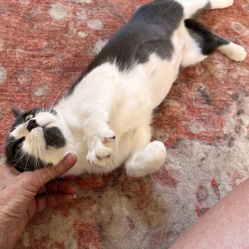 CAARA - Domestic Short Hair available for adoption