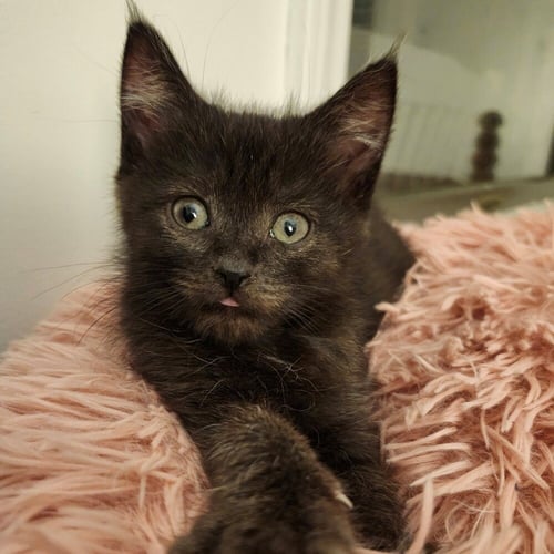 FIDDLEHEAD - Domestic Medium Hair available for adoption
