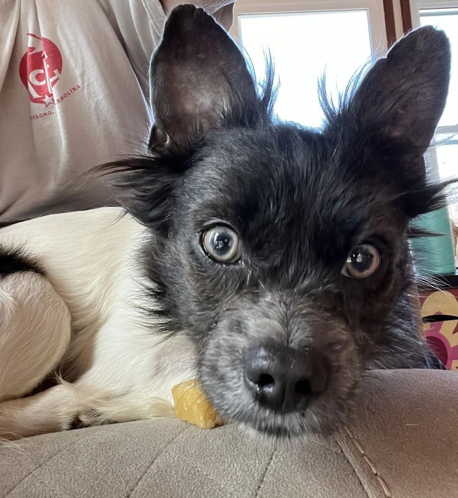 TERRANCE - Terrier for adoption in Asheville