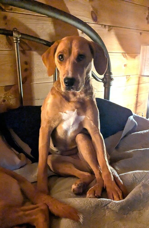 EDITH - Redbone Coonhound available for adoption