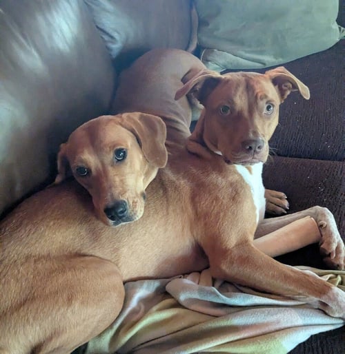 EDITH - Redbone Coonhound available for adoption