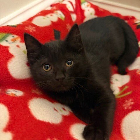 WHIRL - Domestic Short Hair available for adoption