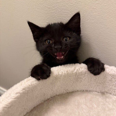 WHIRL - Domestic Short Hair available for adoption