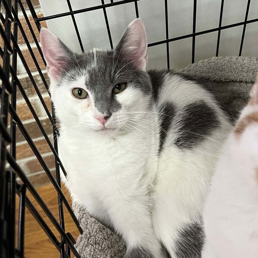 ZAPPER - Domestic Short Hair available for adoption