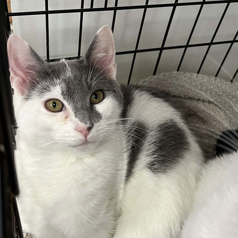 ZAPPER - Domestic Short Hair available for adoption