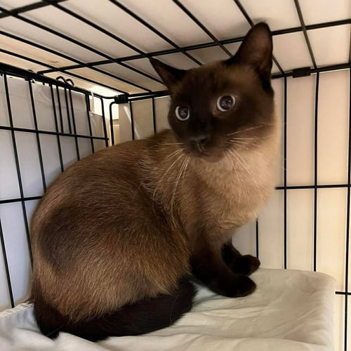 CEZAR - Siamese / Domestic Short Hair available for adoption