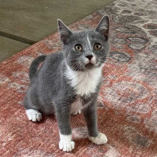CREEDENCE - Domestic Short Hair available for adoption