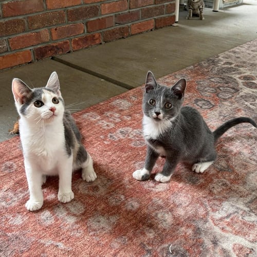 CREEDENCE - Domestic Short Hair available for adoption