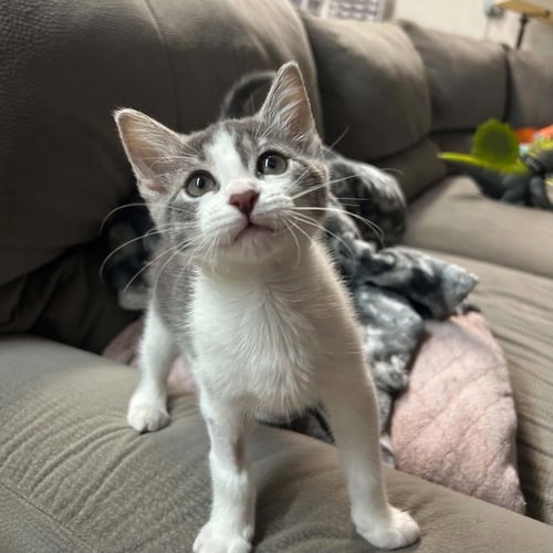 BRUMMA - Domestic Short Hair available for adoption