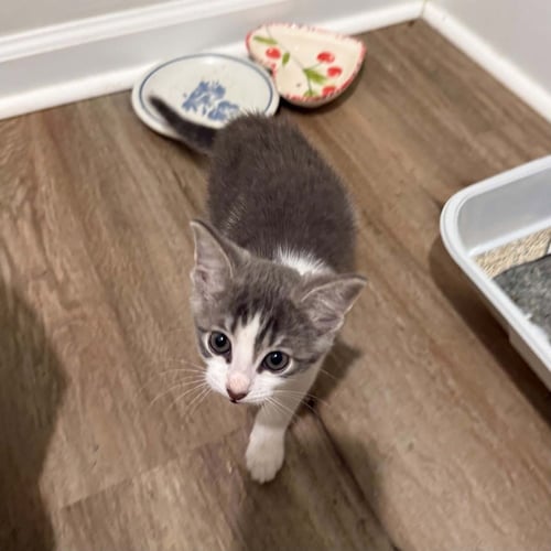 BRUMMA - Domestic Short Hair available for adoption