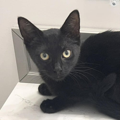 NACHOS BELL GRANDE - Domestic Short Hair available for adoption