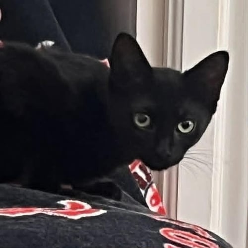NACHOS BELL GRANDE - Domestic Short Hair available for adoption