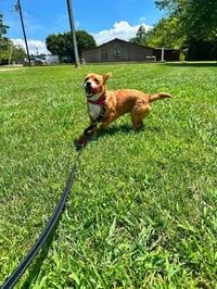 Pup Cup - Photo 3