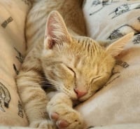Obie - Photo 4