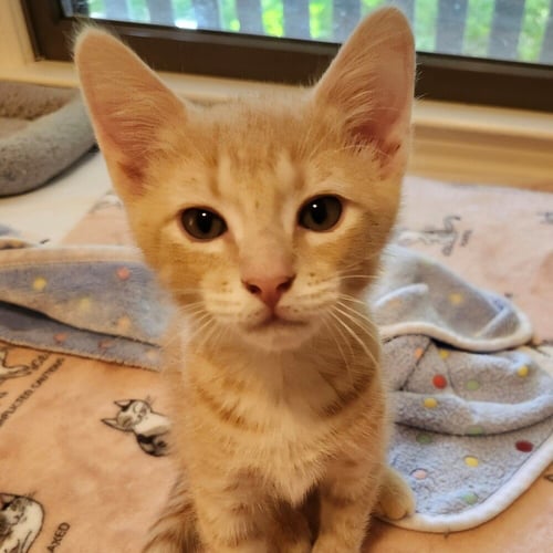 OBIE - Domestic Short Hair available for adoption