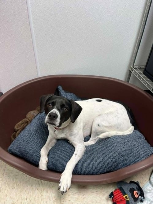 ADDIE - English Pointer available for adoption