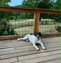 Addie - Photo 3