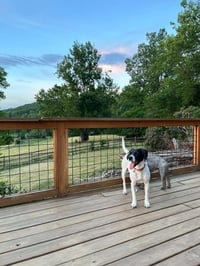 Addie - Photo 4