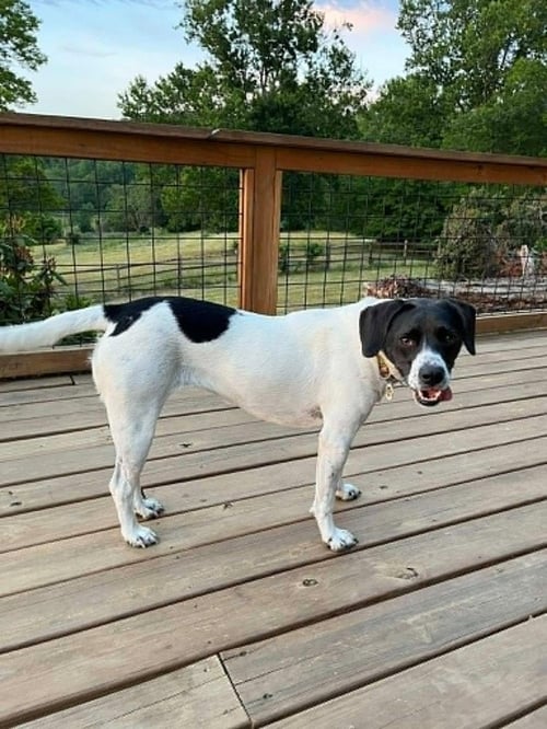 ADDIE - English Pointer available for adoption