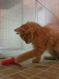 Red Rover - Photo 3