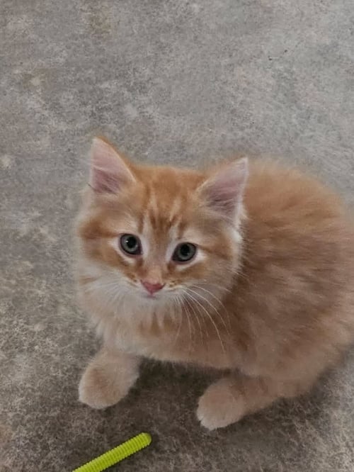 RED ROVER - Domestic Medium Hair available for adoption