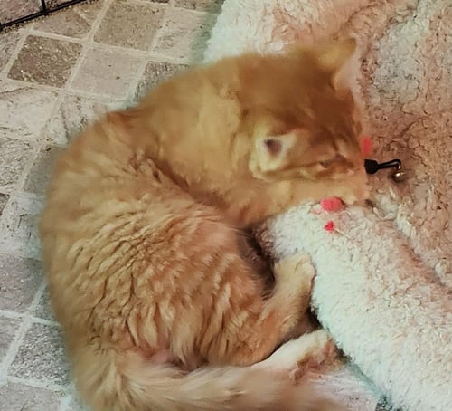 RED ROVER - Domestic Medium Hair available for adoption