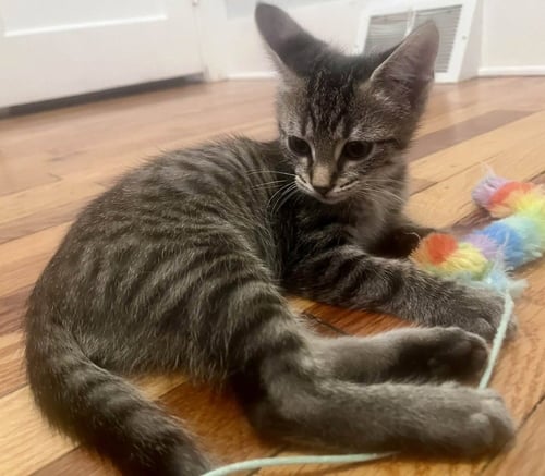 REBOP - Domestic Short Hair available for adoption