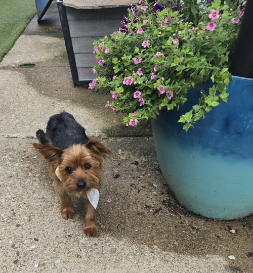 MERLE HAGGARD/KAIN - Yorkshire Terrier Yorkie available for adoption