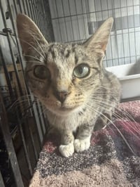 Delilah (Kitty) - Photo 1