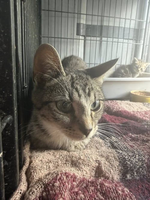 DELILAH (KITTY) - Domestic Short Hair available for adoption