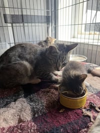 Delilah (Kitty) - Photo 3