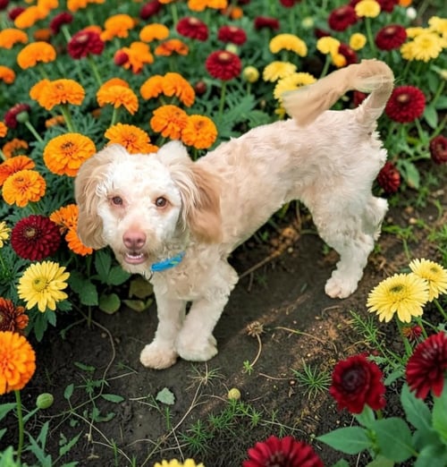 MARLEY P - Poodle (unknown type) available for adoption