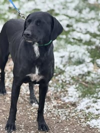 Mabel - Photo 2