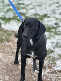 Mabel - Photo 4