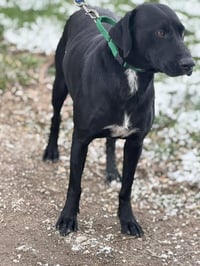 Mabel - Photo 5