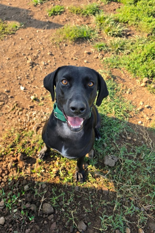 MABEL - Labrador Retriever available for adoption