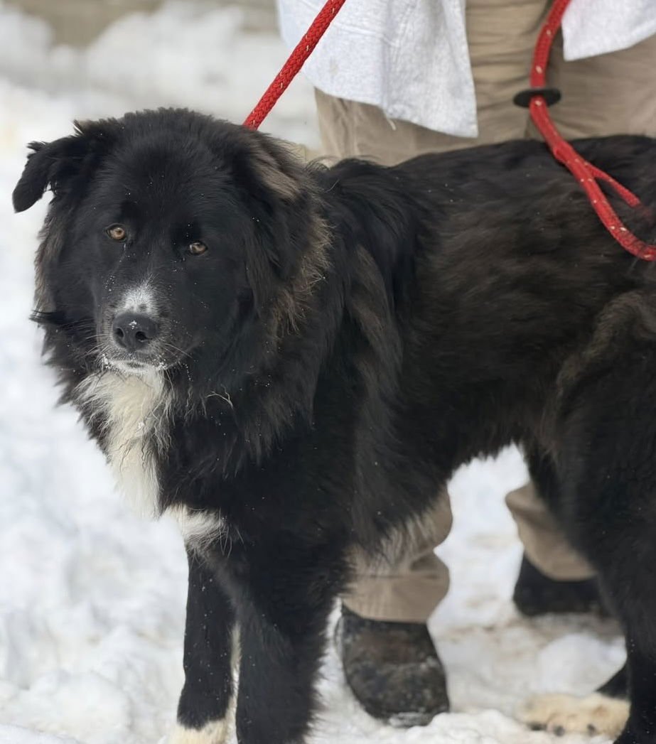 SWEETIE - Newfoundland Dog / Great Pyrenees available for adoption