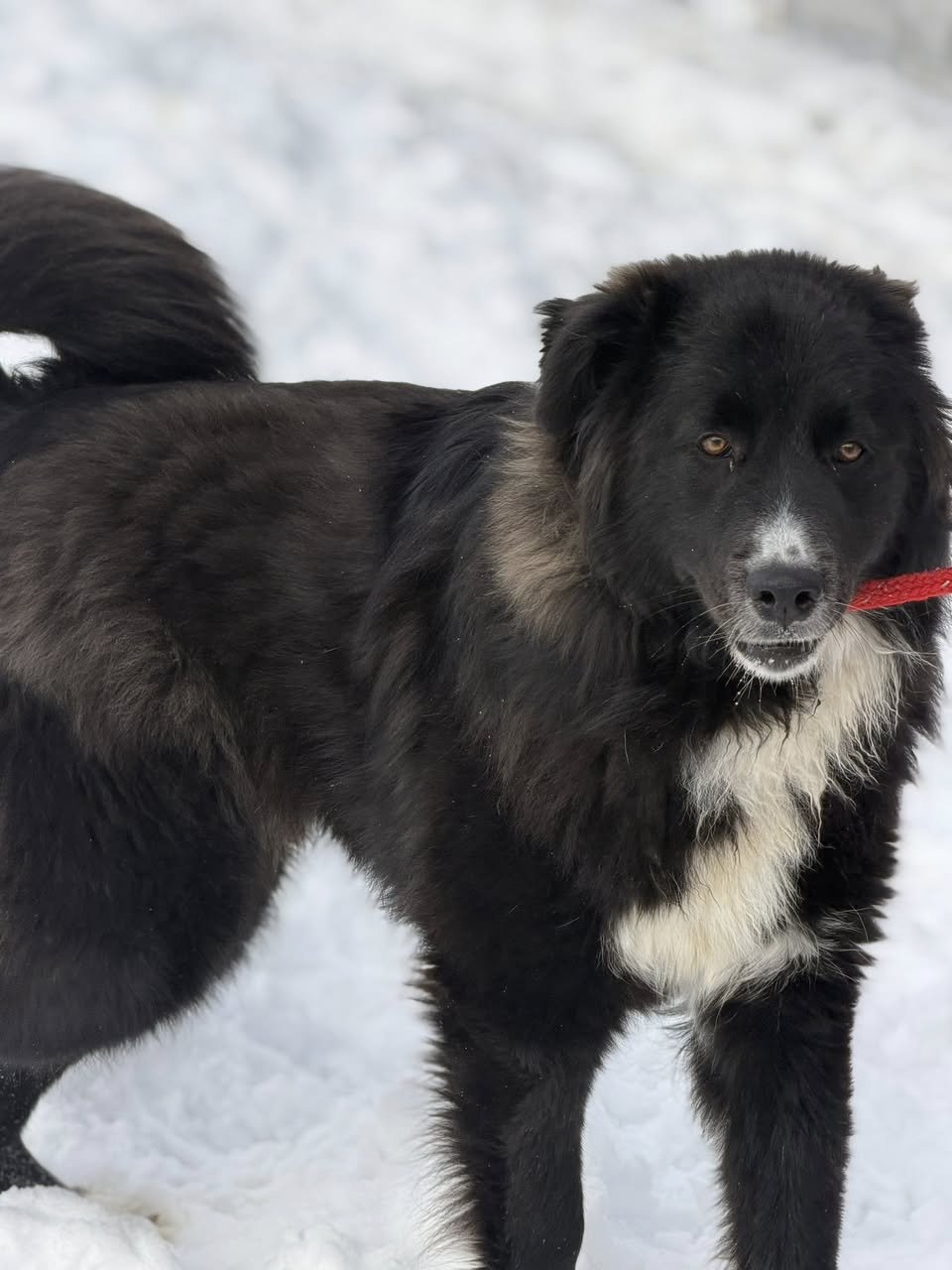 SWEETIE - Newfoundland Dog / Great Pyrenees available for adoption