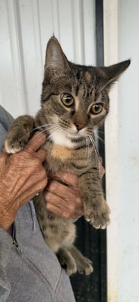 Jojo (Kitty) - Photo 1