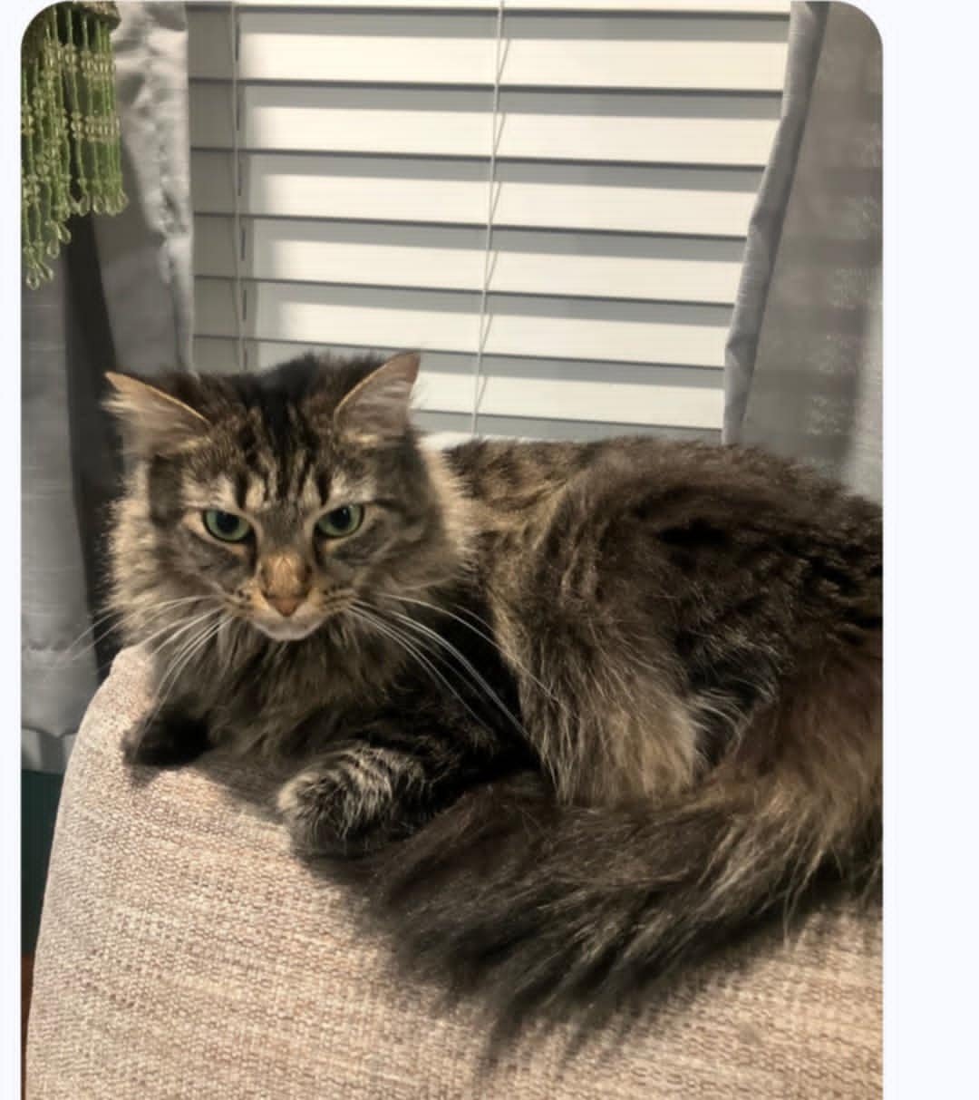 FREYA (KITTY) - Tabby available for adoption