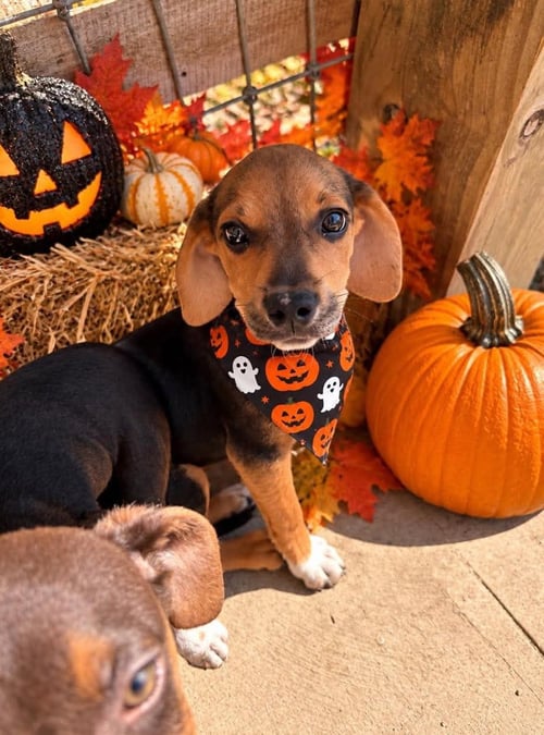 CHARLIE'S ANGEL'S - DREW - Beagle available for adoption
