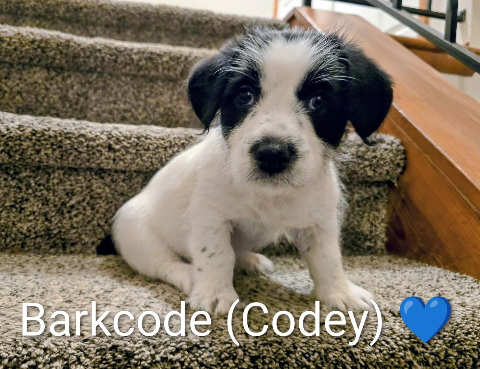 PIPPIN'S PUPPIES - BARK-CODE (CODEY) - Corgi / Shih Tzu available for adoption