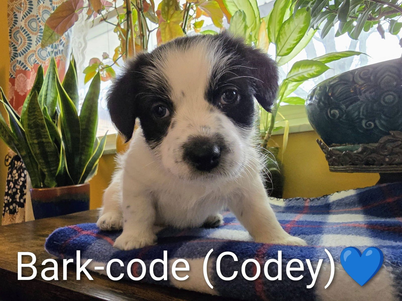 PIPPIN'S PUPPIES - BARK-CODE (CODEY) - Corgi / Shih Tzu available for adoption