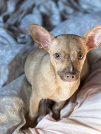 Pip - Photo 2
