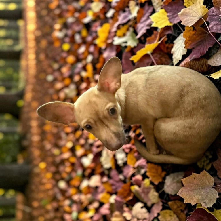 Pip Image
