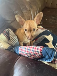 Pip - Photo 4