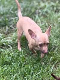 Pip - Photo 6