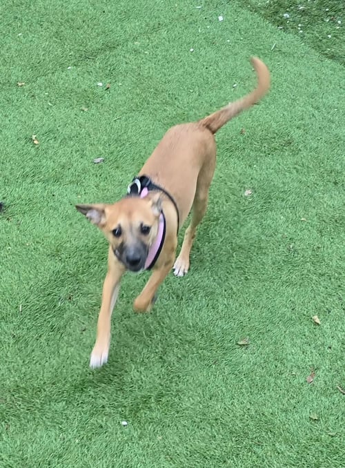 BAYLON - Beagle / Basset Hound available for adoption